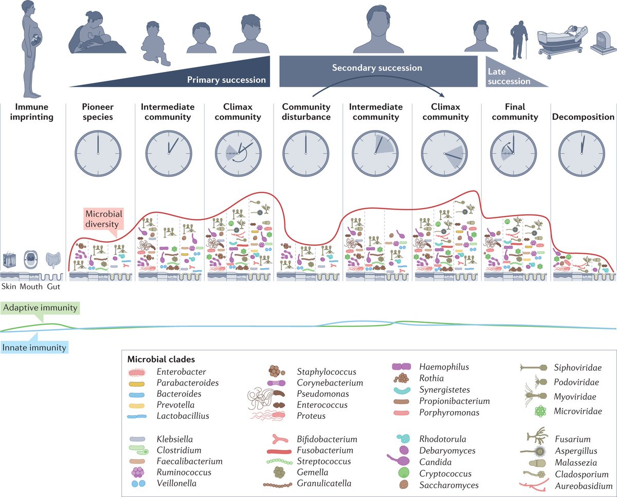 Microbiota succession throughout life from the cradle to the grave

rdcu.be/cSNc6

The human microbiota can undergo dramatic changes during different phases of life. In this Review, Knight &amp; co discuss the microbiota successions that occur from the cradle to the grave.