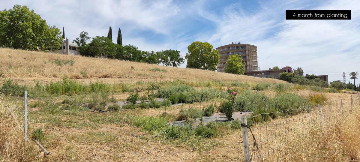 erosionlab_ias's tweet photo. Testing treatments for woody species 🌳 in plant barriers (hedges) for the provision of ecosystem services 🐝🐞 in agricultural areas 🏞️ of high productive intensity 🌾🌾🌾.
#ALIVeProject #cienciaparalagricultura #EcosystemServices #PaisajeAgrícola #landscape https://t.co/UtPMfcBA5B