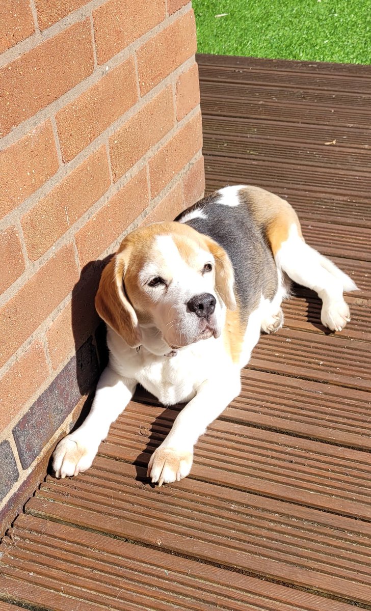 Sunsoaked beagle. 🌞