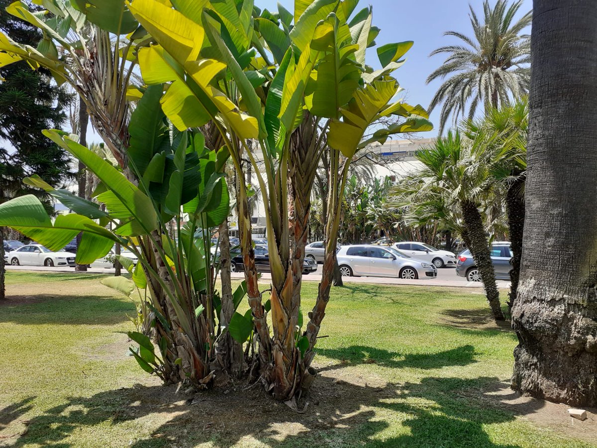 Vivir Marbella tweet media