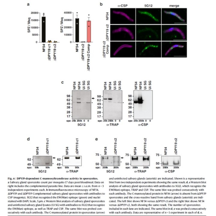 Interesting! Tryptophan C-mannosylation of #Plasmodium falciparum proteins bearing TSR repeat domain is critical for transmission. When absent, destabilization of TRAP adhesins, defective ookinetes, no mosquito infection. @ethangbaus @DrBoddey go.nature.com/3vrNS0s #glycotime