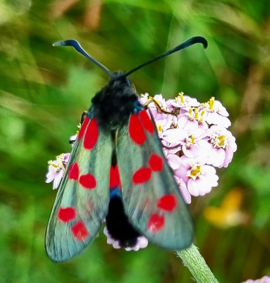 Six-spot burnet moth, (Zygaena filipendulae) The red spots indicate to predators that they are poisonous, they release hydrogen cyanide when attacked. @BioDataCentre Discovered with @sandlarks and @flossiebeachcl1 #BigWeighIn
