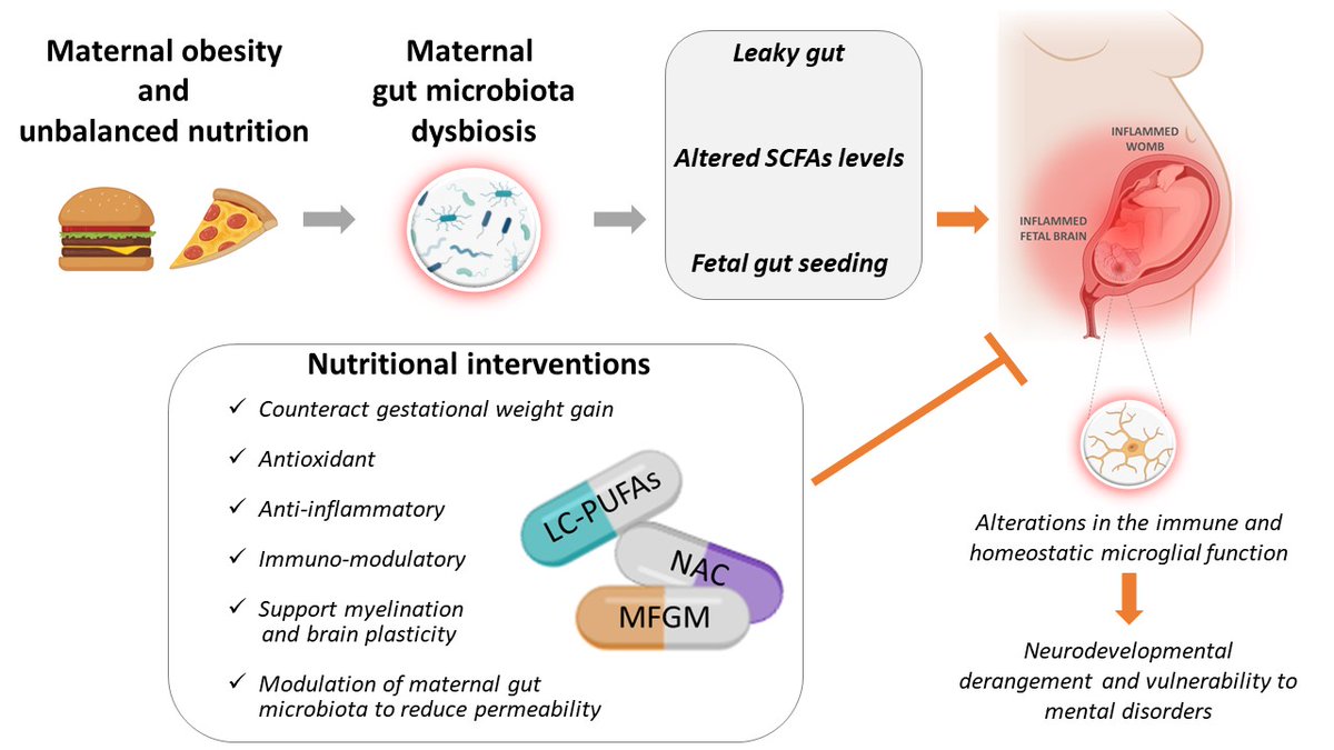 Alessandra Berry (@pilly9474) on Twitter photo Inflammatory Signatures of Maternal Obesity as Risk Factors for Neurodevelopmental Disorders: Role of Maternal Microbiota and Nutritional Intervention Strategies mdpi.com/1752874 #mdpinutrients via <a href="/Nutrients_MDPI/">Nutrients MDPI</a> Inflammatory Signatures of Maternal Obesity as Risk Factors for Neurodevelopmental Disorders: Role of Maternal Microbiota and Nutritional Intervention Strategies mdpi.com/1752874 #mdpinutrients via <a href="/Nutrients_MDPI/">Nutrients MDPI</a>