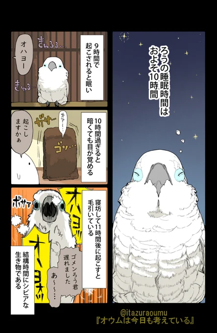 我が家のオウムの睡眠時間🐤
鳥の発情を抑えるために睡眠時間を長めにするのが良いのですが、あちらを立てればこちらが立たなくなるのが悩みどころ 