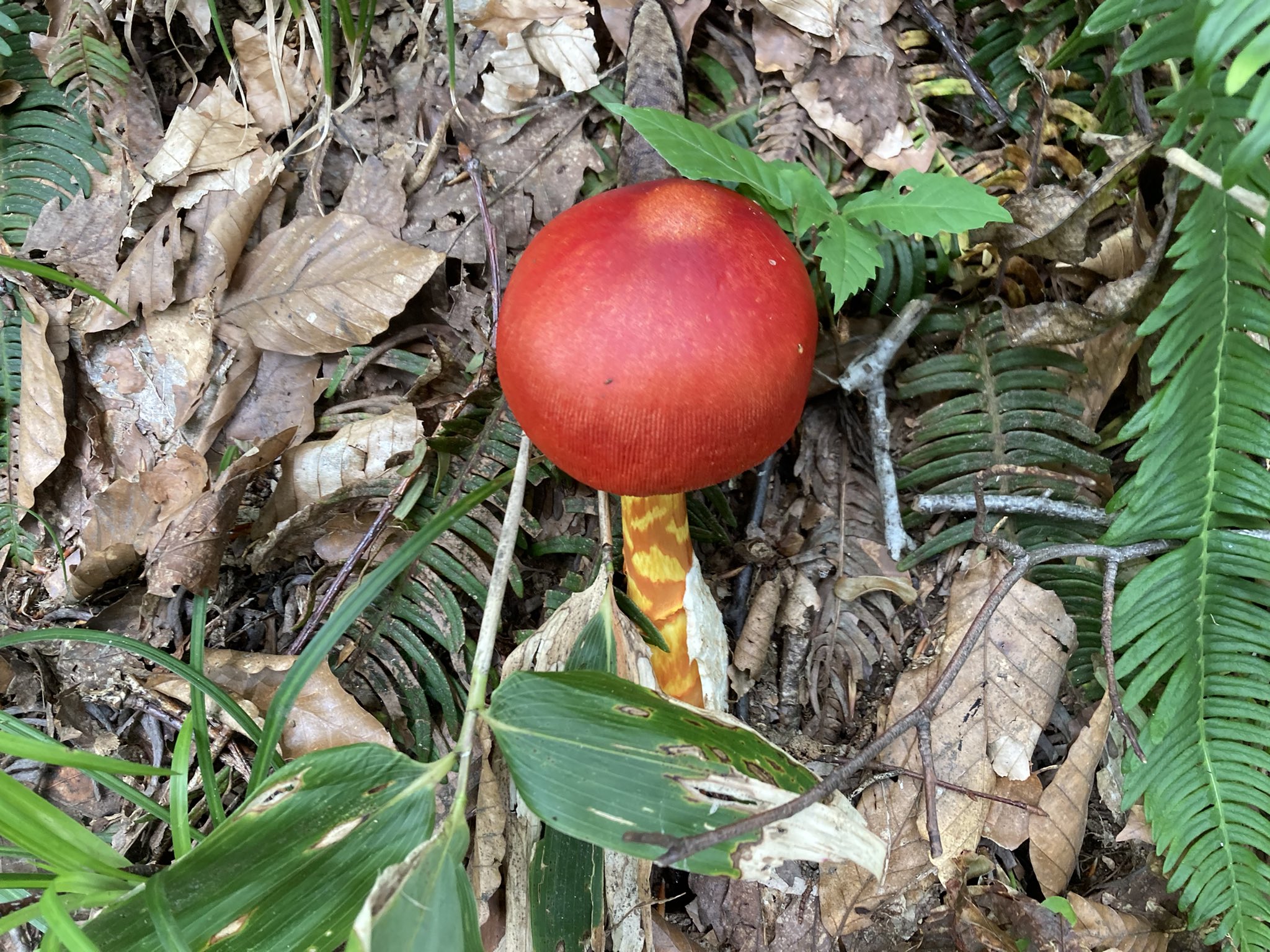 べにてんぐの会 Rt Sato11koji33 昆虫採集で山を散策中に タマゴダケ を発見 お吸物にして食べた 毒々しい見た目に反してキノコ好きでは大変な美味として有名である 特に茎が美味しい 鮮度落ちが早過ぎるのと高湿度下では虫喰いになりやすいため普通は