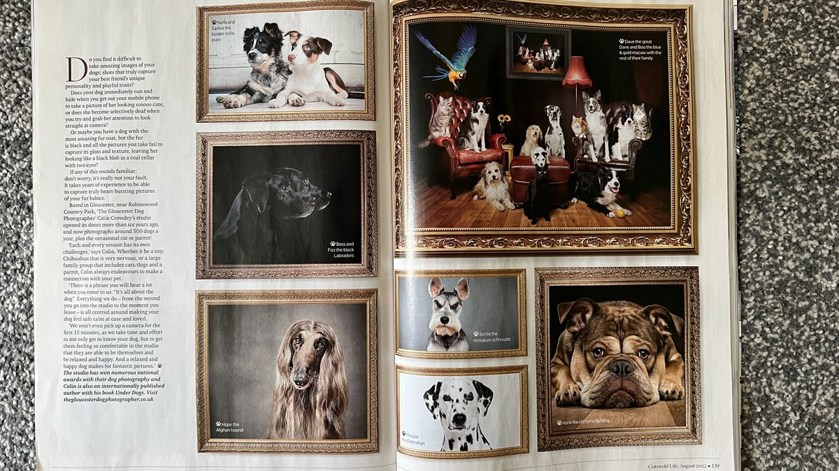 The Gloucester Dog Photographer tweet media