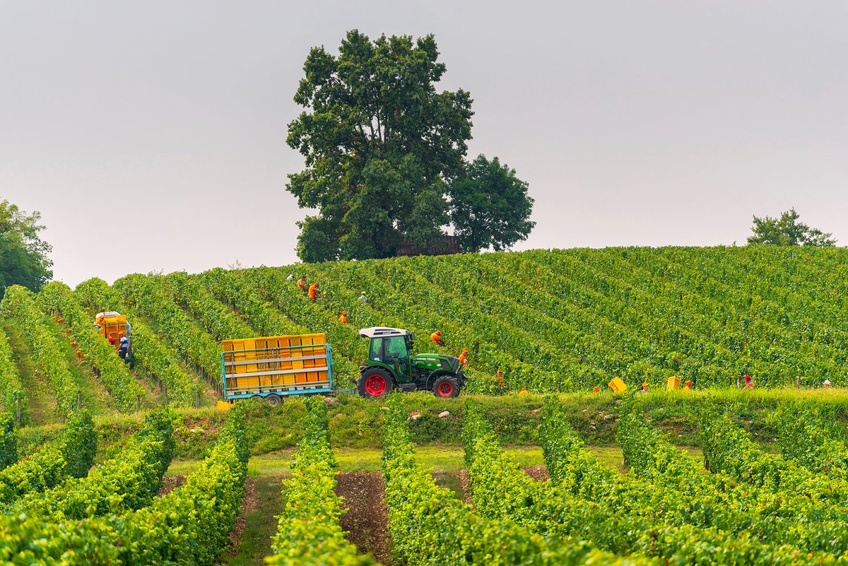 Erbusco, 1 Agosto 2022: Da oggi la #Franciacorta dà il via alla vendemmia. La raccolta di Chardonnay, Pinot Nero e Pinot Bianco e proseguirà nelle prossime settimane a seconda delle aeree.