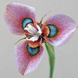 ZEYNEB MELİSSA tweet media