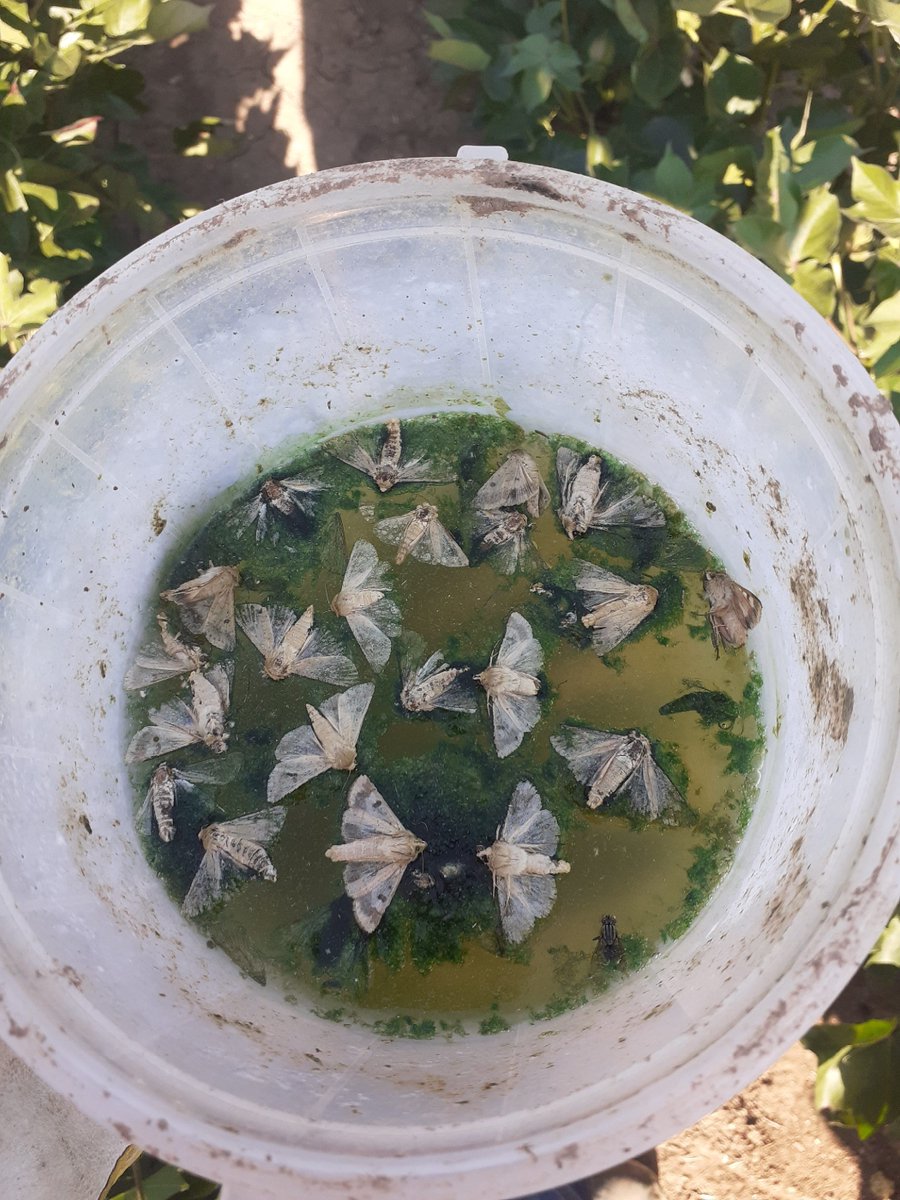 In this picture you meet the biggest enemy of a cotton producer 👩‍🌾  Worms 🪱 🤺
Detection of the population using traps 📋
Funnel Trap for Helicoverpa armigera (green worm)
Glow Trap for Pectinophora gossypiella (Pink bollworm)
#entomologist #agriscience #cottonproduction #thesgi