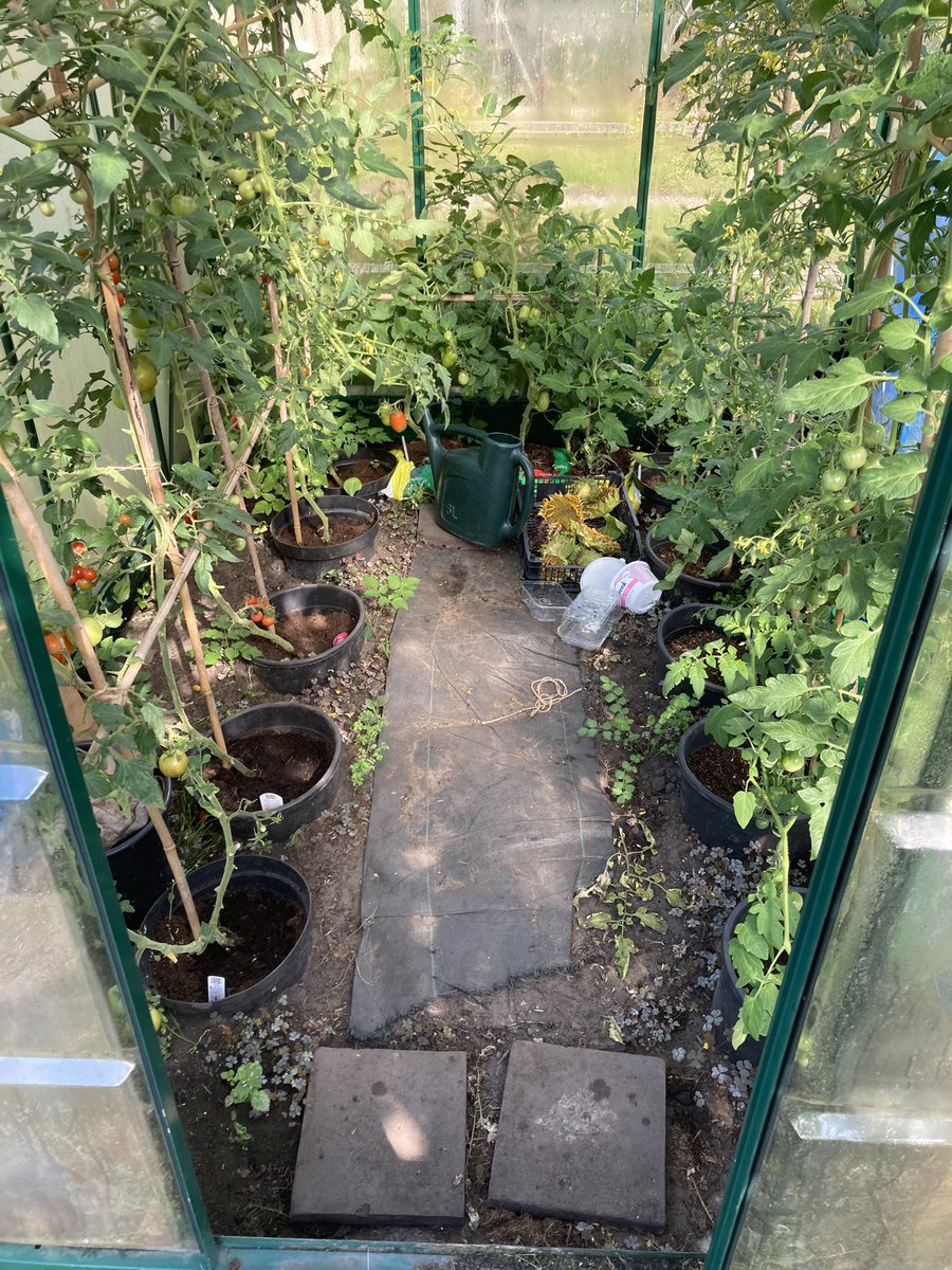AllotmentYear's tweet photo. #alloment #tomatoes May to August https://t.co/vA636ngjPr