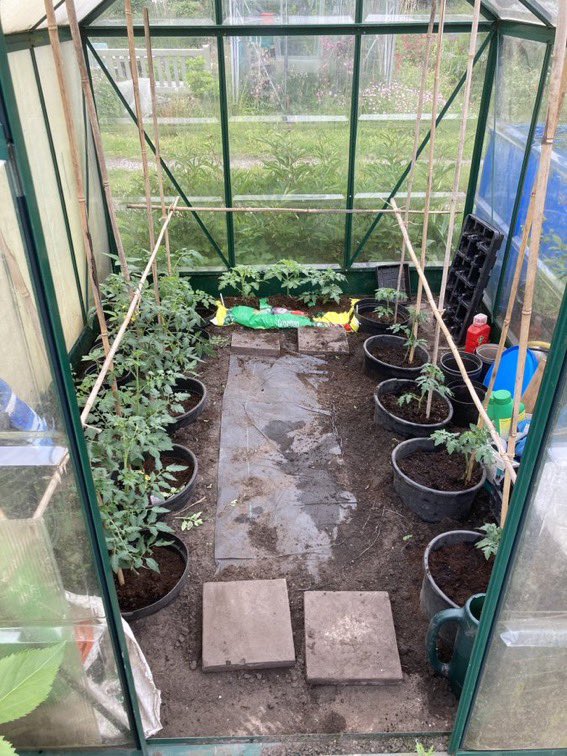 AllotmentYear's tweet photo. #alloment #tomatoes May to August https://t.co/vA636ngjPr