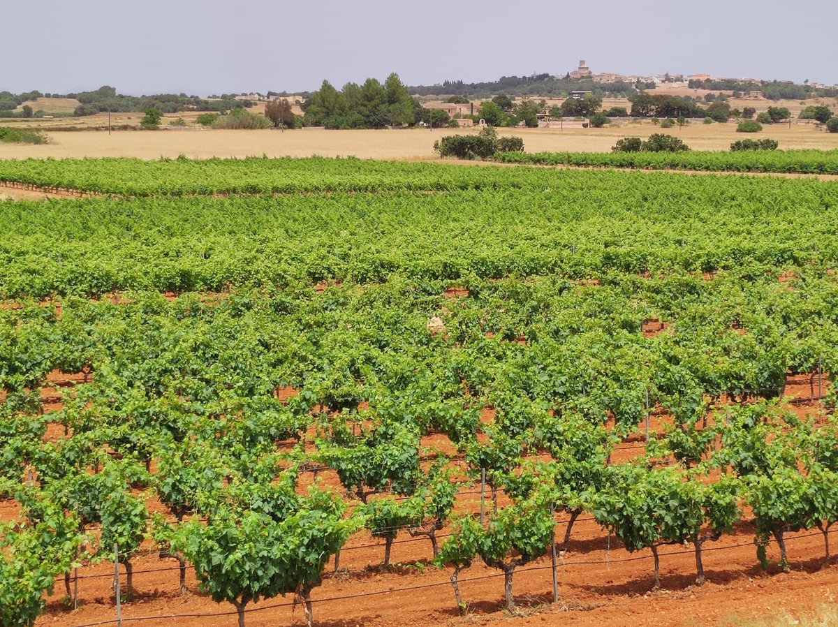 moliver_bodegas's tweet photo. ¡Visita nuestra bodega!
Visit our winery!
#mallorca #mallorcawine #mallorcawinery https://t.co/gOdYvnx6jU