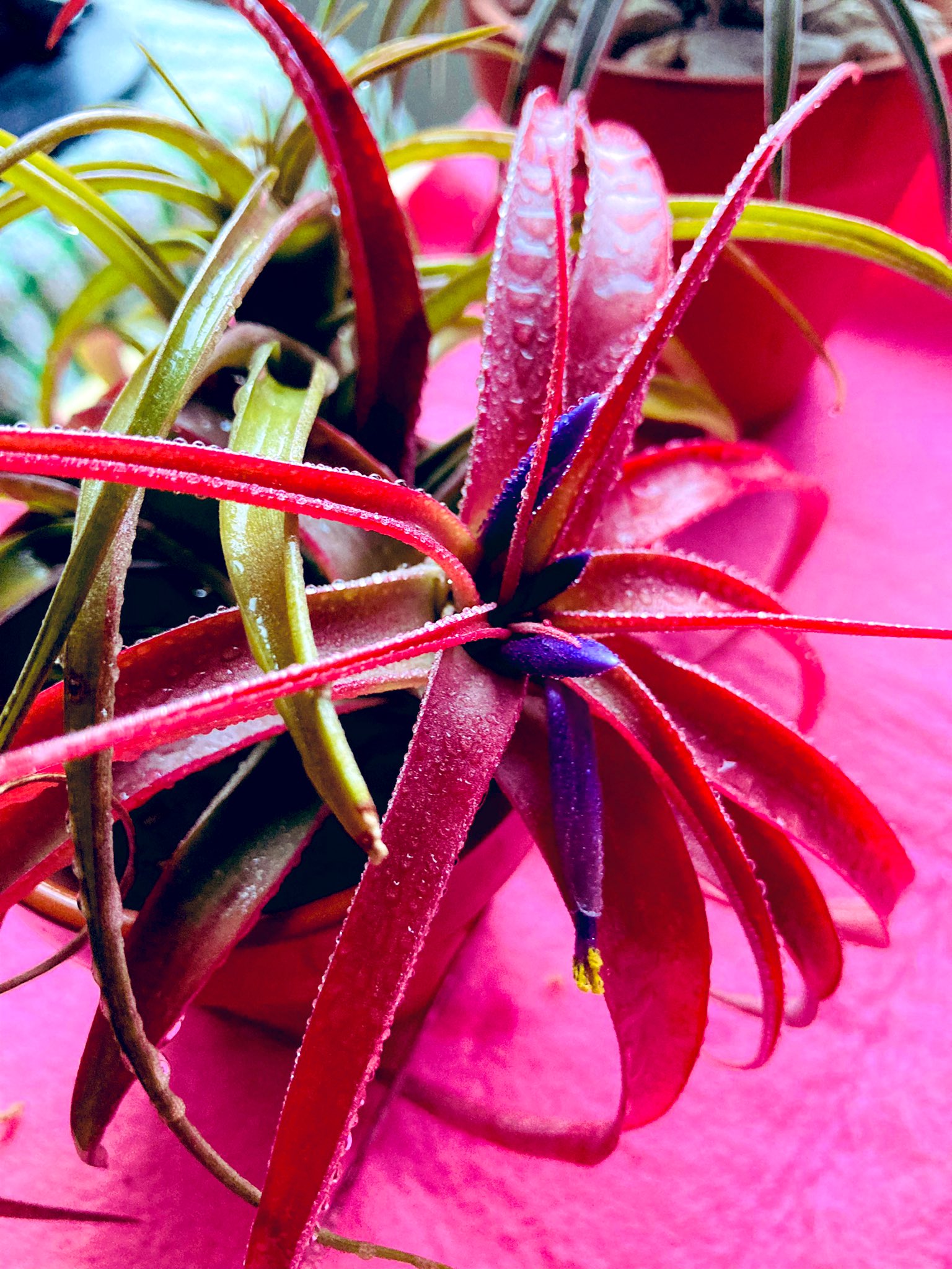 توییتر りぼん در توییتر 2回目のブラキカウロス 暑いなか咲いてくれて 嬉しいー チランジア ブラキカウロス 自然 植物 T Co 141ylohosx