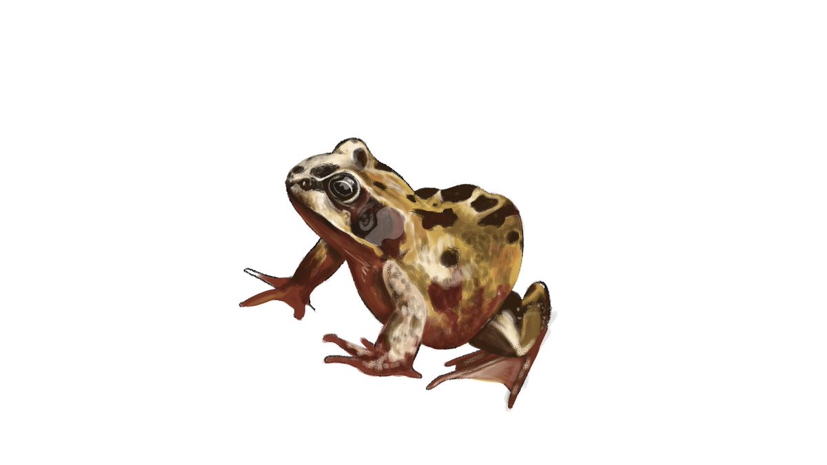 _PudWud_'s tweet photo. Frog fart https://t.co/0DCadsKATm