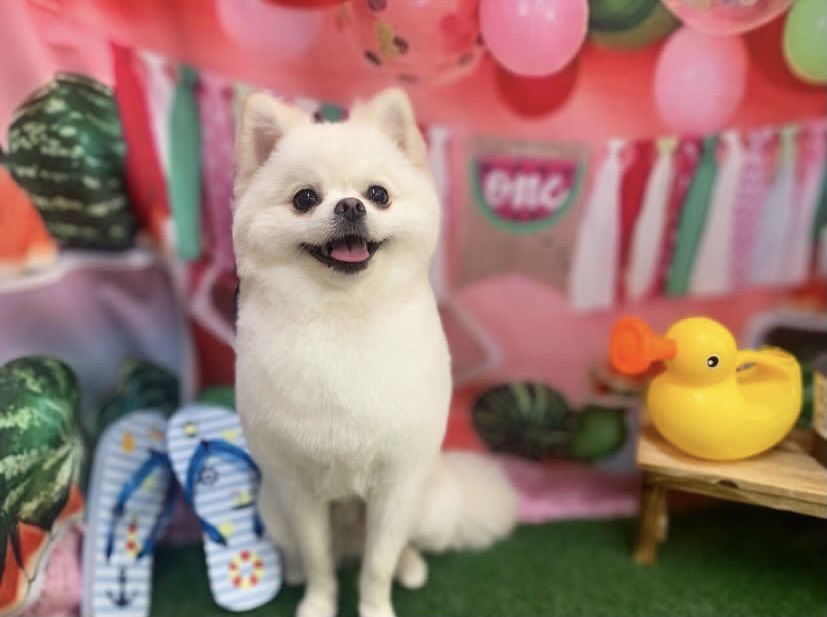 ポメころびです ポメラニアンのぽめぞう (@pomezk) / Posts / X