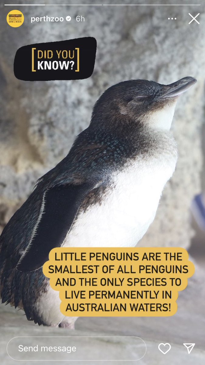 andy_elliot_'s tweet photo. Scientists that discovered little penguins: wow this is the smallest penguin in the world, what should we call it?!
Some guy, first day on the job: I have a brilliant idea https://t.co/1hz0r76PhC
