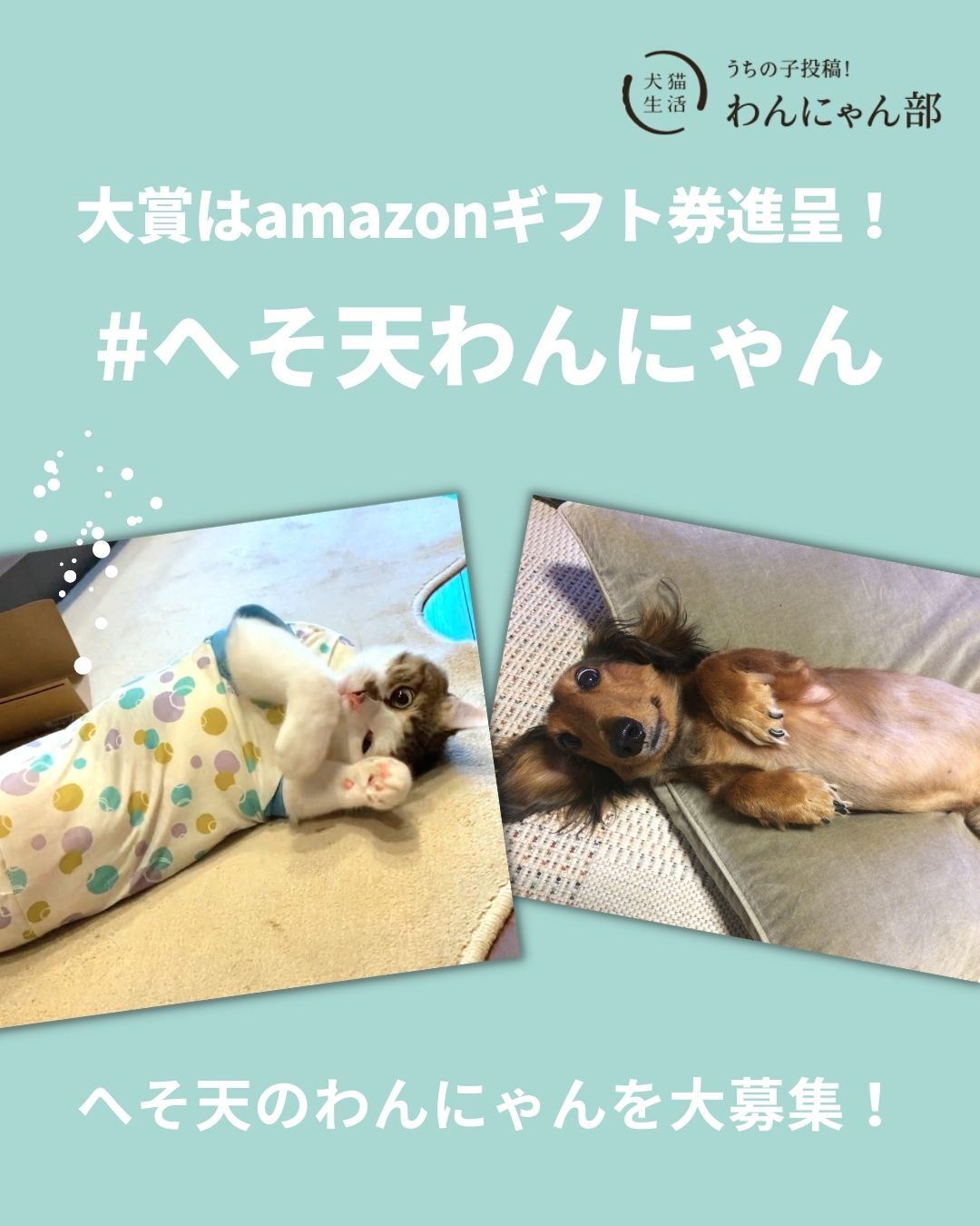Twitter এ 犬猫生活 保護財団へ12円 Lineお友だち数を寄付します かわいいお写真は特設ページでご紹介 さらに今月の大賞に選ばれたわんちゃん ねこちゃん各1名には1000円分のamazonギフト券をプレゼント 応募規約と6月テーマ 22上期わんにゃんベスト
