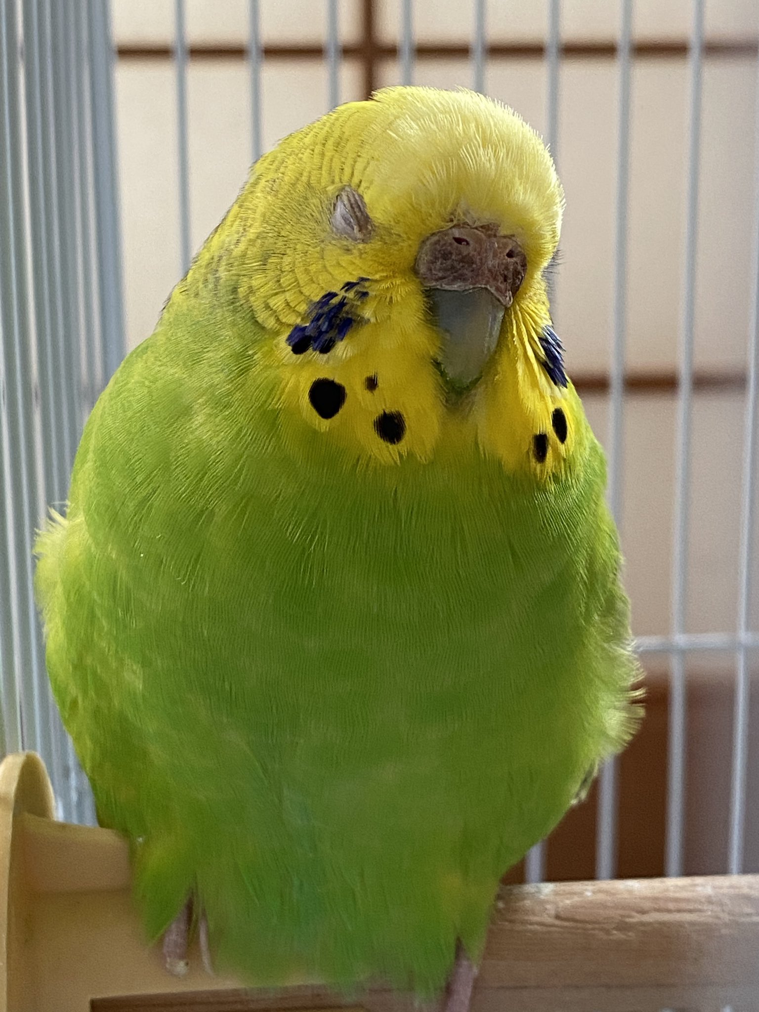 ももか (@ars_s125red) / X