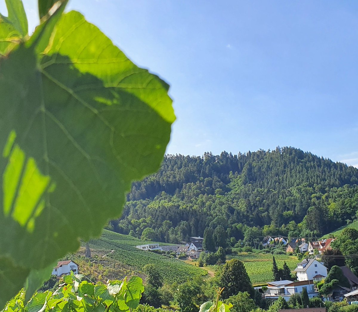 Mitten in den Fessenbacher Reben liegt unser Familien-Weingut