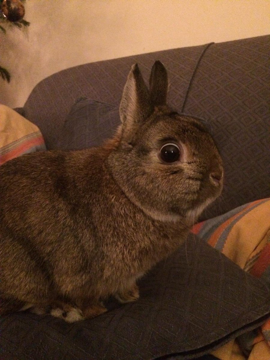 Arthur cannot believe that The First Day of Spring is 99p on Kindle in August.