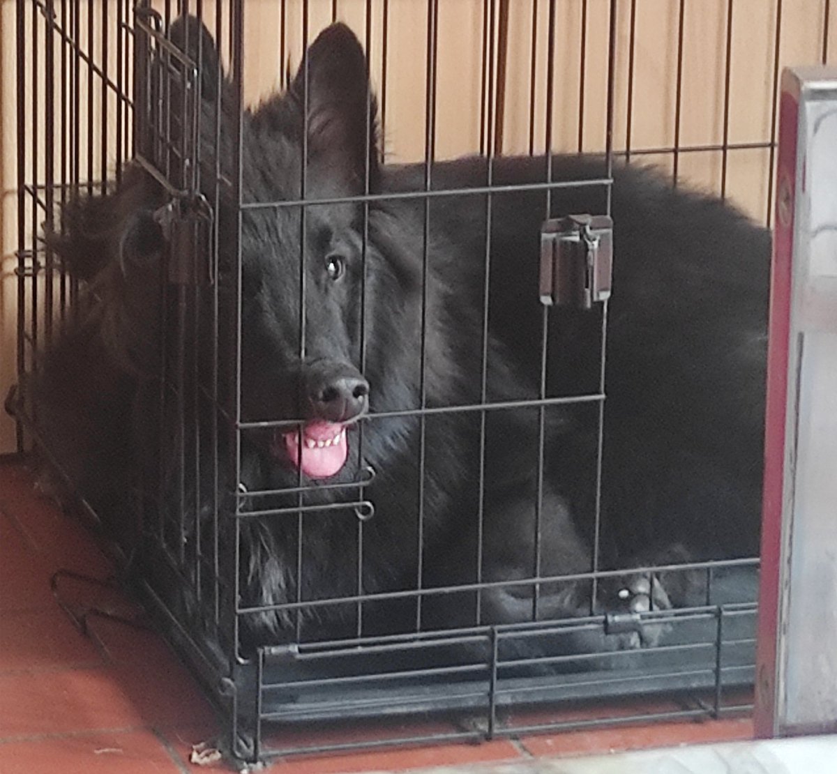 DrCluve's tweet photo. Two different days, two different moods #Doggo #dogsoftwitter https://t.co/b6L0EPoCtd