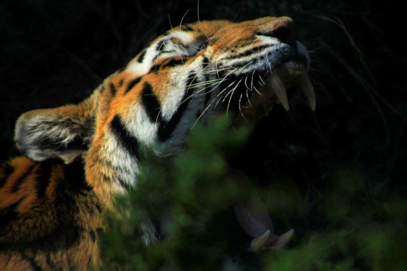 jukani's tweet photo. Daily Photo brought to you by #Jukani and this month we are celebrating our #volunteers

To join our volunteer program contact Paula on volunteer@saasa.org.za but for now enjoy the daily photos by #VolunteerRema  

#dailyphoto #volunteerwork #jukaniwildlife #wildlifesanctuary https://t.co/rVd1pXioNz