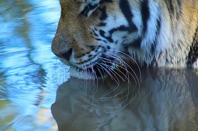 jukani's tweet photo. Daily Photo brought to you by #Jukani and this month we are celebrating our #volunteers

To join our volunteer program contact Paula on volunteer@saasa.org.za but for now enjoy the daily photos by #VolunteerRema  

#dailyphoto #volunteerwork #jukaniwildlife #wildlifesanctuary https://t.co/ToO3oVeJ3G