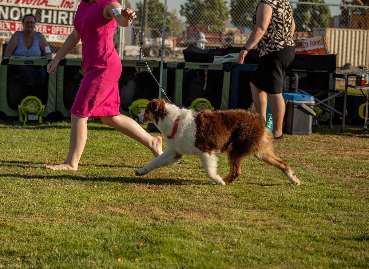 OhMyGSDs || OMyAussie tweet media