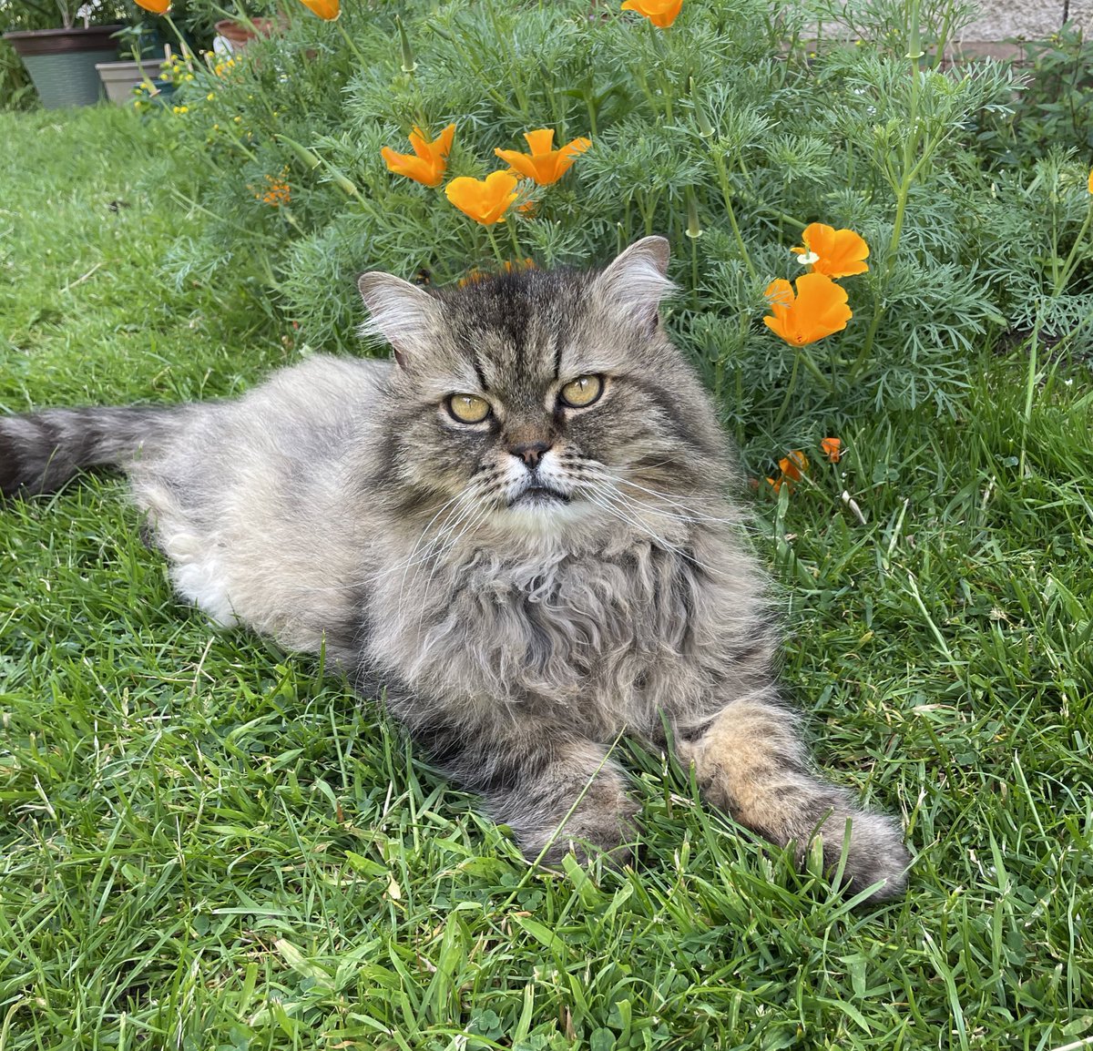 As part of Leo’s Legacy, we would like to have a memorial plaque or bench in the communal gardens. This was Leo’s favourite place where he reigned as King of the Cat Club. If you wish to help, please donate through this link: justgiving.com/crowdfunding/l… #LeosLegacy #CatsOfTwitter