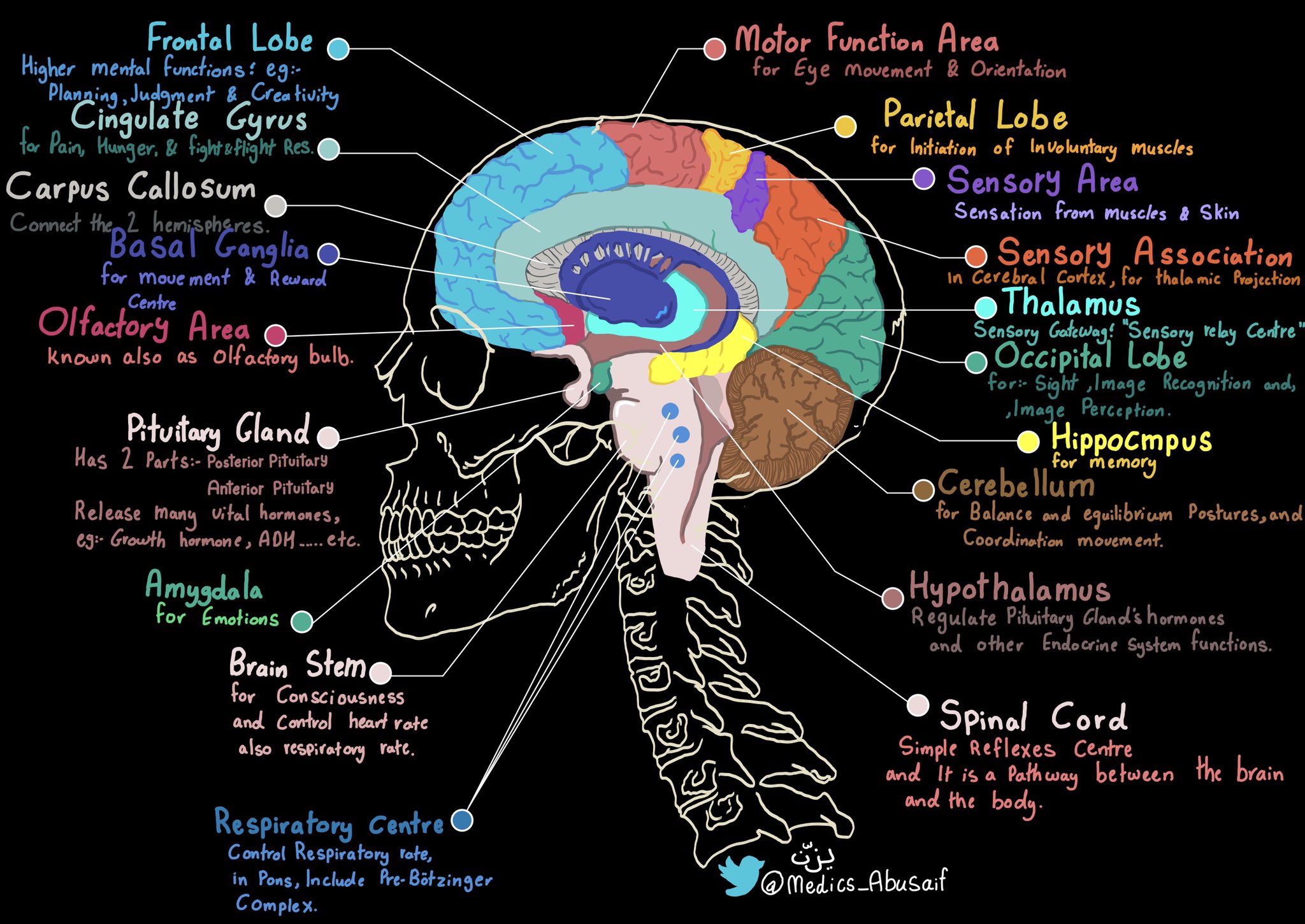 parts of the brain and functions
