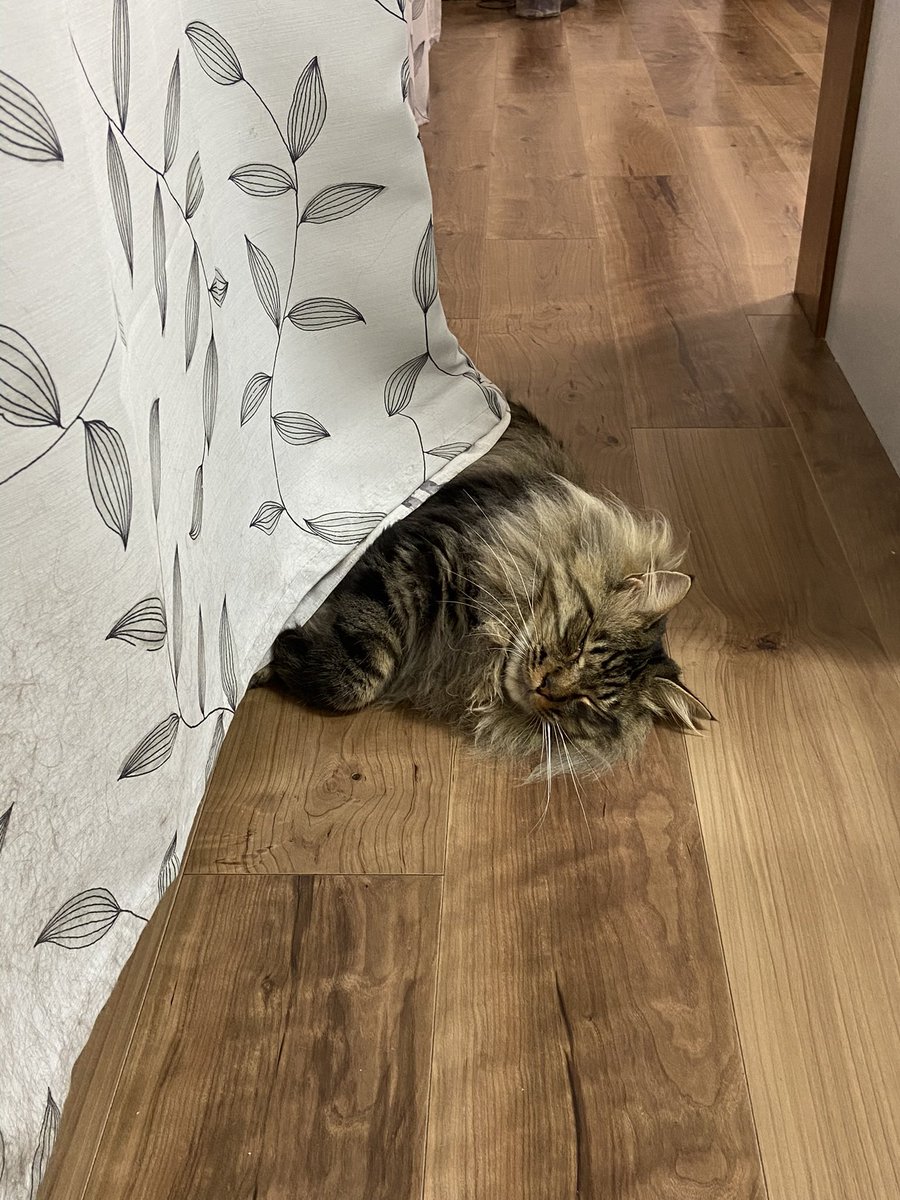 「猫ちゃん」って呼んだらカーテンから顔出してこの状態になって寝た 