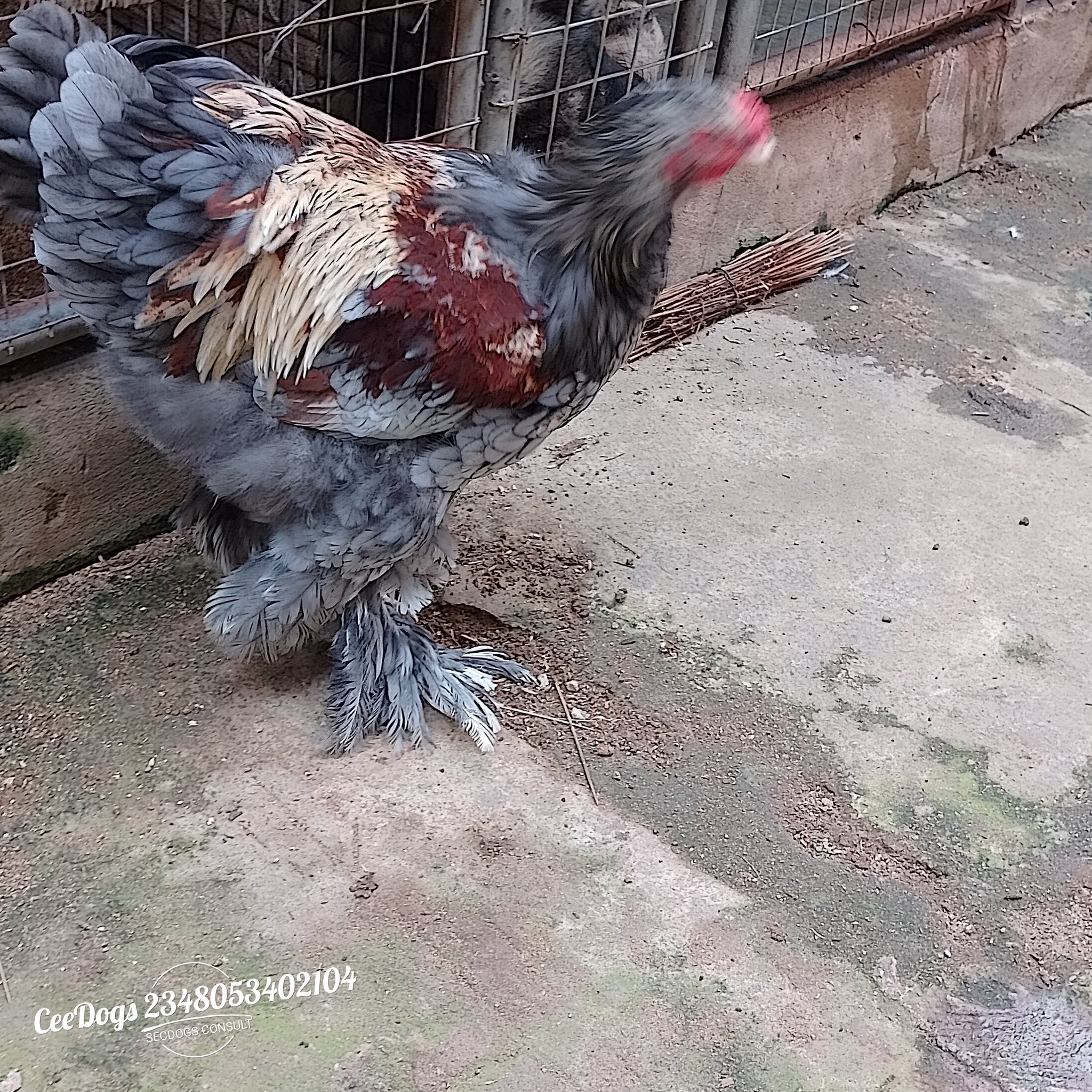 Magnus Chuks on X: We are available here at 9B Adebiyi Shittu close  Okanlanwon Olambe Ogun state Nigeria Exotic chickens of best quality.  +234-8053402104, 8091144661 #August2022 #Brahma #chicken #Exotic  #Birdwatching #Ogun #Nigeria #