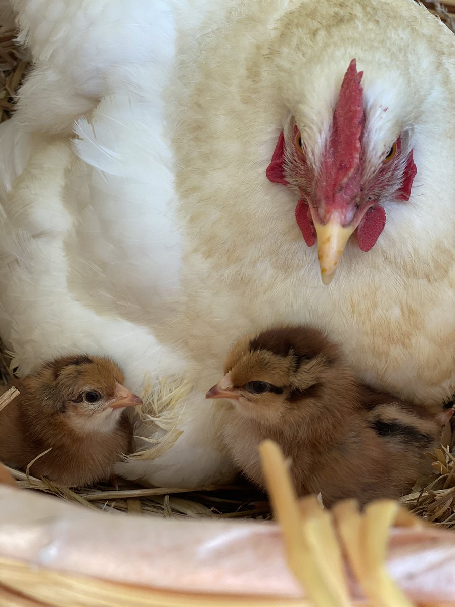 champloosloppy's tweet photo. Baby chickens 😬😬 https://t.co/2hr20beFlV