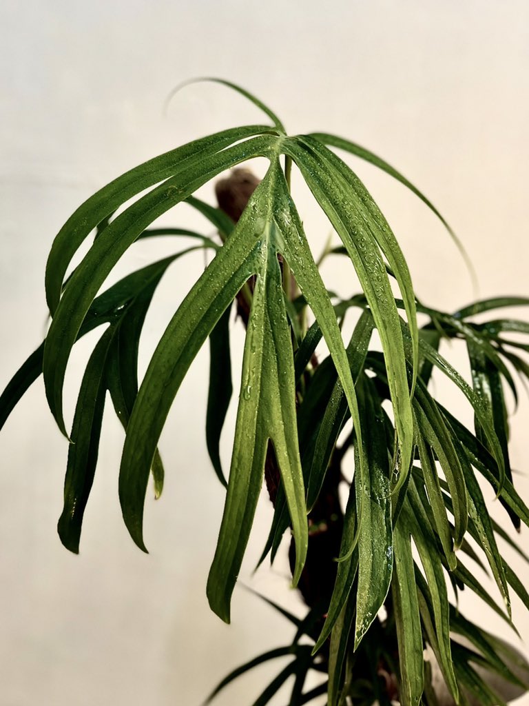 plantkikko's tweet photo. probably one of the most underrated genus amydriums are

#amydriumzippelianum #amydrium #zippelianum #plants #indoorplants #planttwitter https://t.co/CVzRwglePy