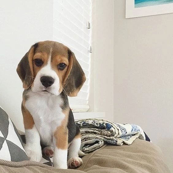 TheLabFamily's tweet photo. A cute dog, do you think like so β€οΈ
#beaglecute #beagleslover #beaglenation #beaglehound #beaglemasters #beaglecross #beaglefun #beaglesmile #beagleworld #beaglesdaily #beaglelovers #beagles #beaglelover #beaglebrasil #beagletime #beaglecentral #beagleoftheday https://t.co/rbbyVxpnVz