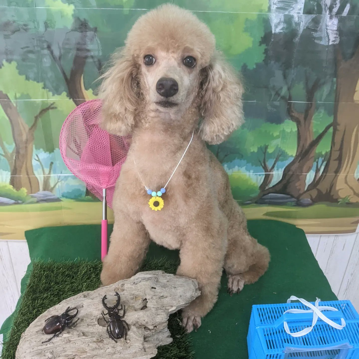 トリミングサロン ｊｏａ 本日のお客様 トイプードルのむぎちゃん まいちゃん あんちゃん 5ミリのバリカンでカットしました 仲良し親子のむぎちゃん まいちゃん あんちゃんでした トリミングサロン ｊｏａ 小田原 栢山駅 トイプードル