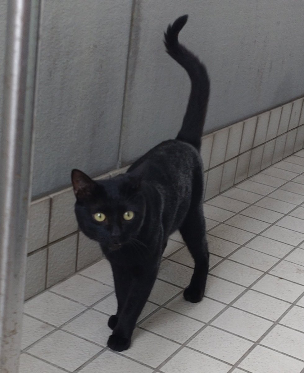 BIw9fLpakyPYu6c's tweet photo. 黒猫探してる方いませんか?
場所は東京都葛飾区です。
黒猫で少し白い毛が混ざってます。
家に入りたそうにずっと鳴いているので保護しました。
お腹が少し白いです。
一週間前くらいから家に現れました。 https://t.co/FojIBvqDfj