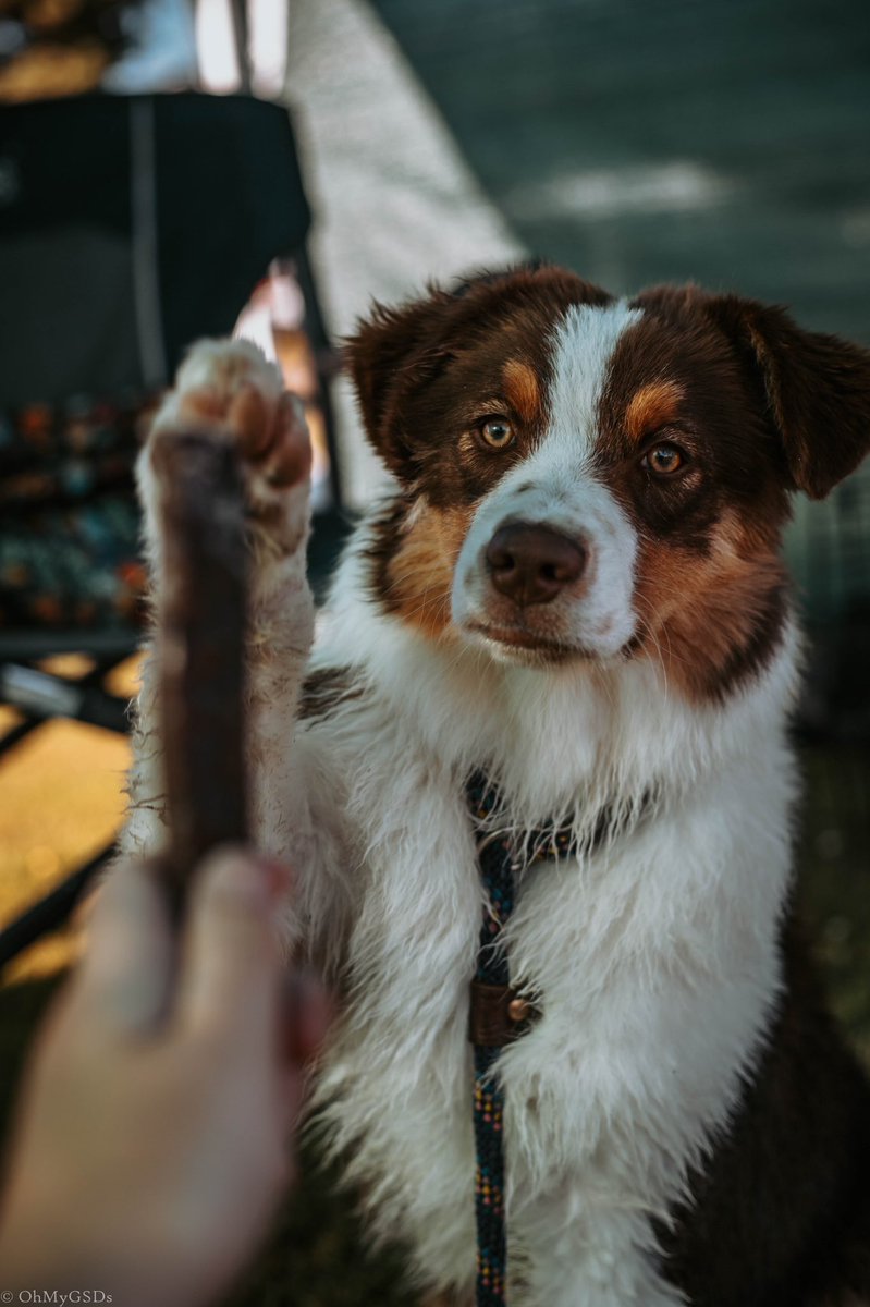 OhMyGSDs || OMyAussie tweet media