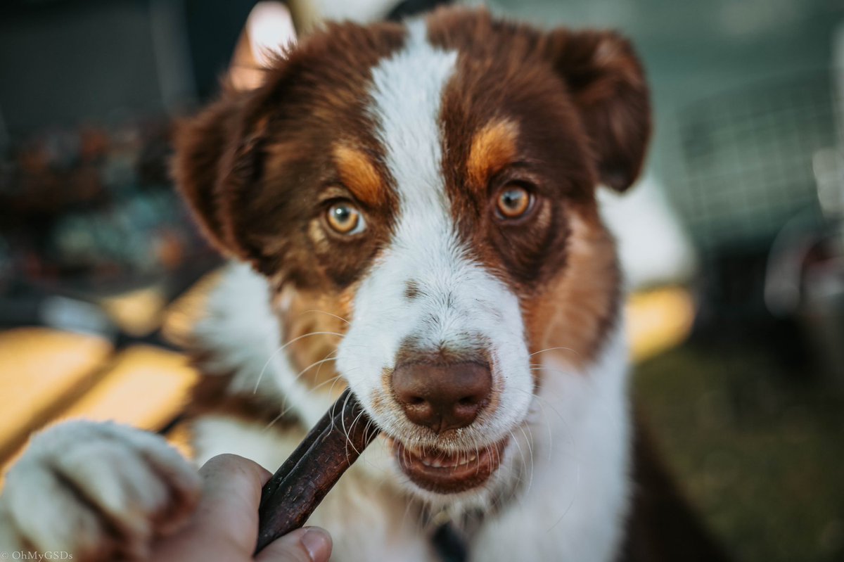 OhMyGSDs || OMyAussie tweet media