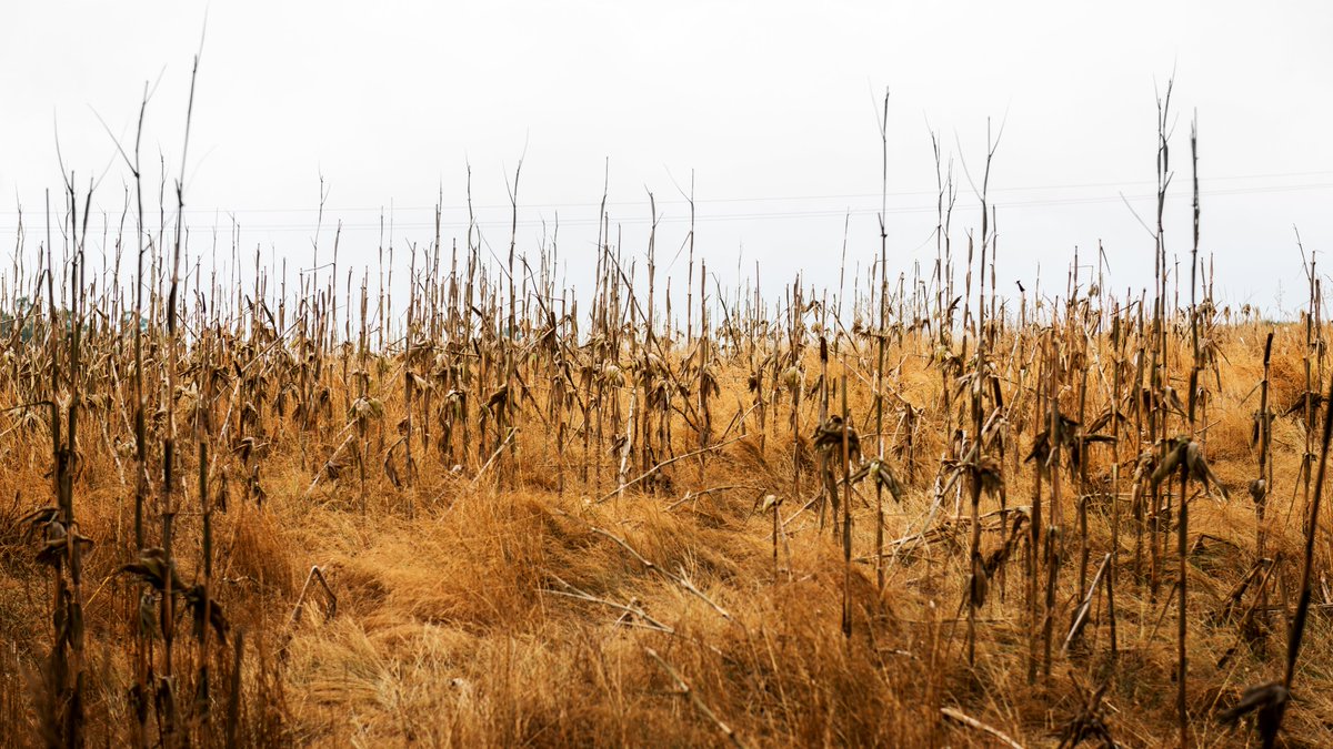 TechForGood_'s tweet photo. By 2030, the global population is predicted to reach between 8.5B and 9.8B, necessitating 70% more food than is currently consumed.

Could #bigdata help predict natural disasters &amp; increase food security? @HPE's @JaniceZdankus writes for #techforgood. 

🔗 https://t.co/zpTCEumESZ https://t.co/tF8kHS92Ph