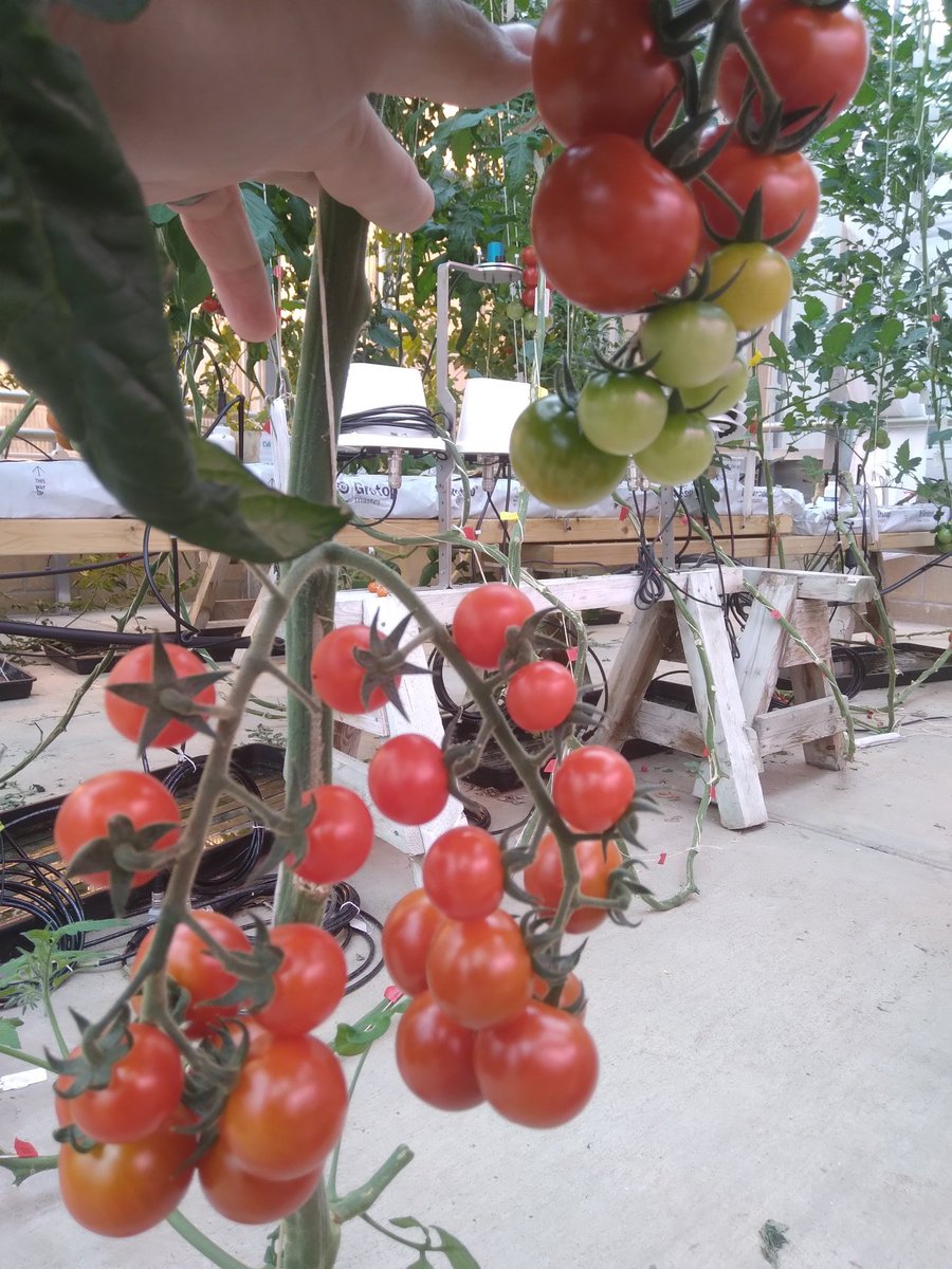 Benjamin J Tea tweet media