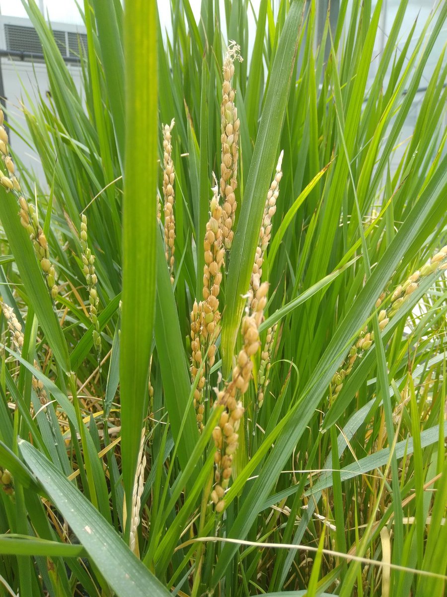 Benjamin J Tea tweet media