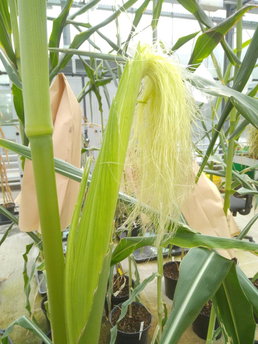 Benjamin J Tea tweet media