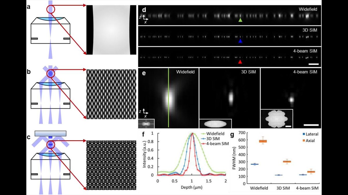 JamesDManton's tweet photo. An impressive experimental demonstration of 4-beam 3D-SIM for enhanced axial resolution, by Hari Shroff's lab: https://t.co/xEx5dTvyRc https://t.co/7YRK9NWSyQ