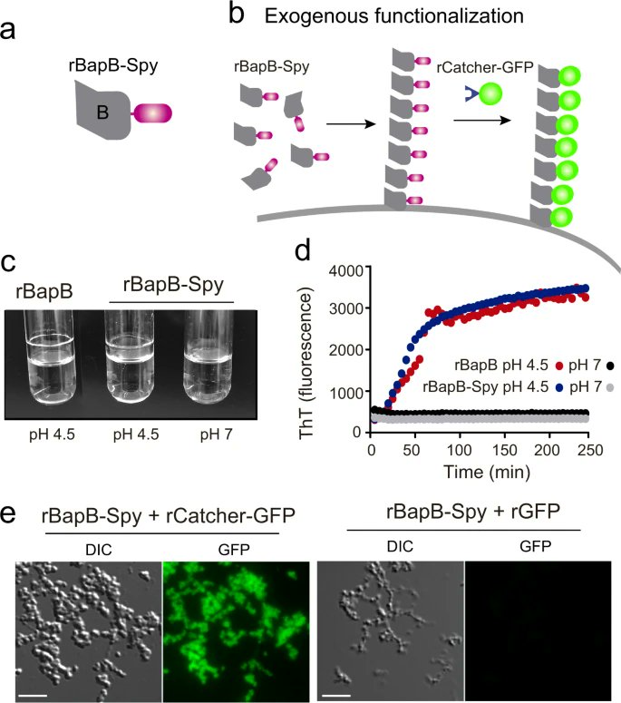 Bacterial biofilm functionalization through Bap amyloid engineering NPJ Biofilms and Microbiome from Jaione Valle with @lasa_lab nature.com/articles/s4152…