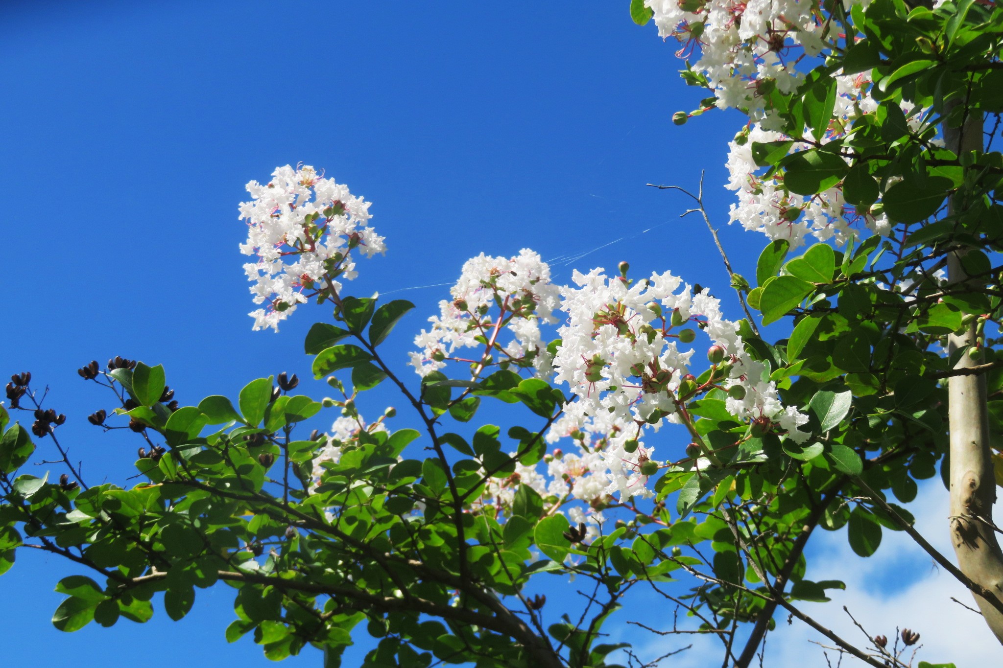 臥薪嘗胆 こんばんは お疲れさまでした 8月初日 今日 も 猛暑 の一日でした 白い百日紅 が 夏空 に映えました 百日紅 サルスベリ 白百日紅 我が家 御近所 エコパ 小笠山総合運動公園 You39rt 空がある風景 みんなの風景写真