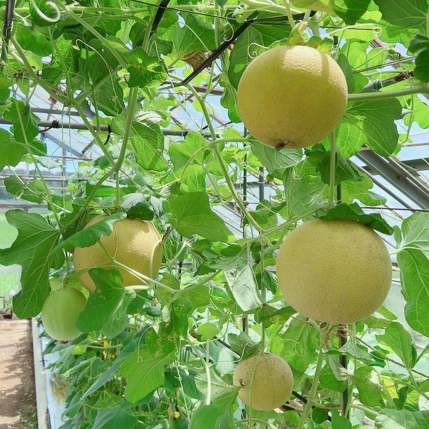 ころたん おうちでネットメロン ころたん｜タネ・苗・園芸用品・農業用資材の