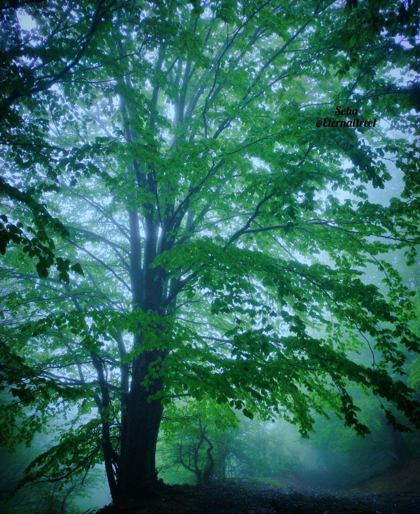 She's like a mystery 💚 

#saveforests #savetrees #forest
#NaturePhotography #hyrcanianforests