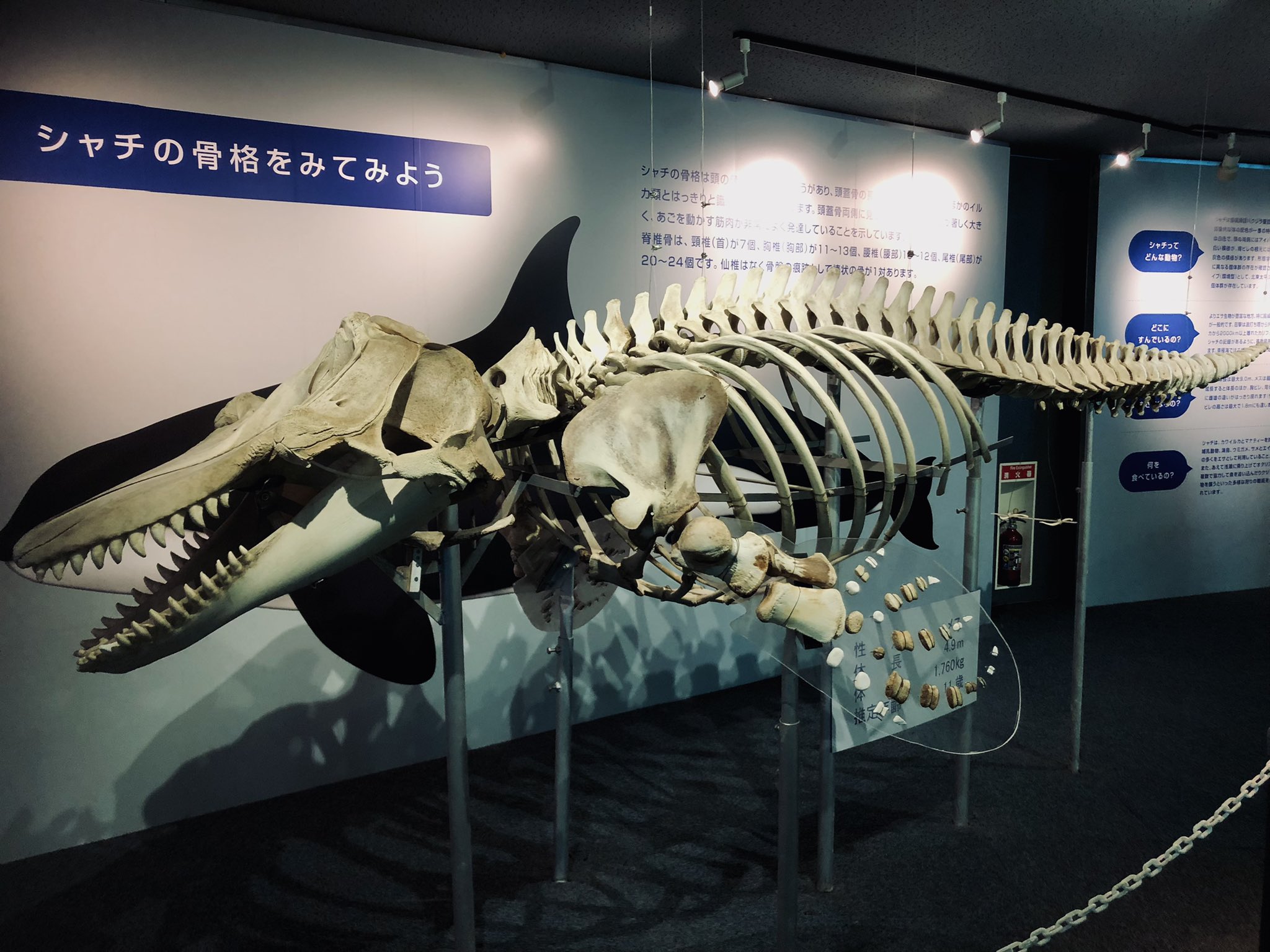 東京海洋大学 シャチラボ 鴨川シーワールドで展示されていた シャチの全身骨格です 後ろの方で浮いているのが骨盤の名残 寛 骨 かんこつ です 本当にどの骨にも繋がってません 笑 もちろんのこと 骨は白一色ですよ T Co Bultzsklhw 東京海洋大学 シャチラボ 鴨川シーワールドで展示されていた シャチの全身骨格です 後ろの方で浮いているのが骨盤の名残 寛 骨 かんこつ です 本当にどの骨にも繋がってません 笑 もちろんのこと 骨は白一色ですよ T Co Bultzsklhw