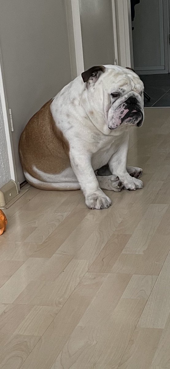 KingLok43786090's tweet photo. Monday mood😩happy Monday friends💚 #dogsoftwitter https://t.co/j9LGgBpYYF